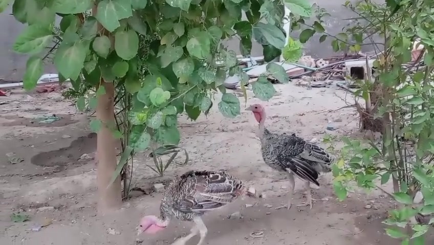 فسيفس عدد ٤ اثنين نثايه واثنين افحله عمر ٧ شهر السعر النهائي ١٠٠ الف لتواصل ٠٧٧٠٣٨٨١٥٧ وات ساب او خاص او اتصال *********** ربي يرزق الجميع
