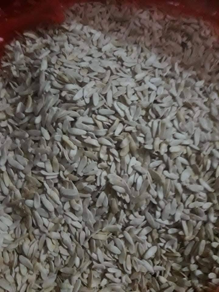 بذور طرح معربه مال فلاح شرط شرط   سعر الكيلو  ١٠٠ الف المكان ميسان المجر  الرقم  لاتصال على الرقم   *********** أو مراسله صفحه خاص
