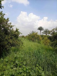بستان • دونم وربع • ملك صرف