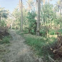 ٥٠٠م • طابو زراعي • قرب جسر الابراهيمية