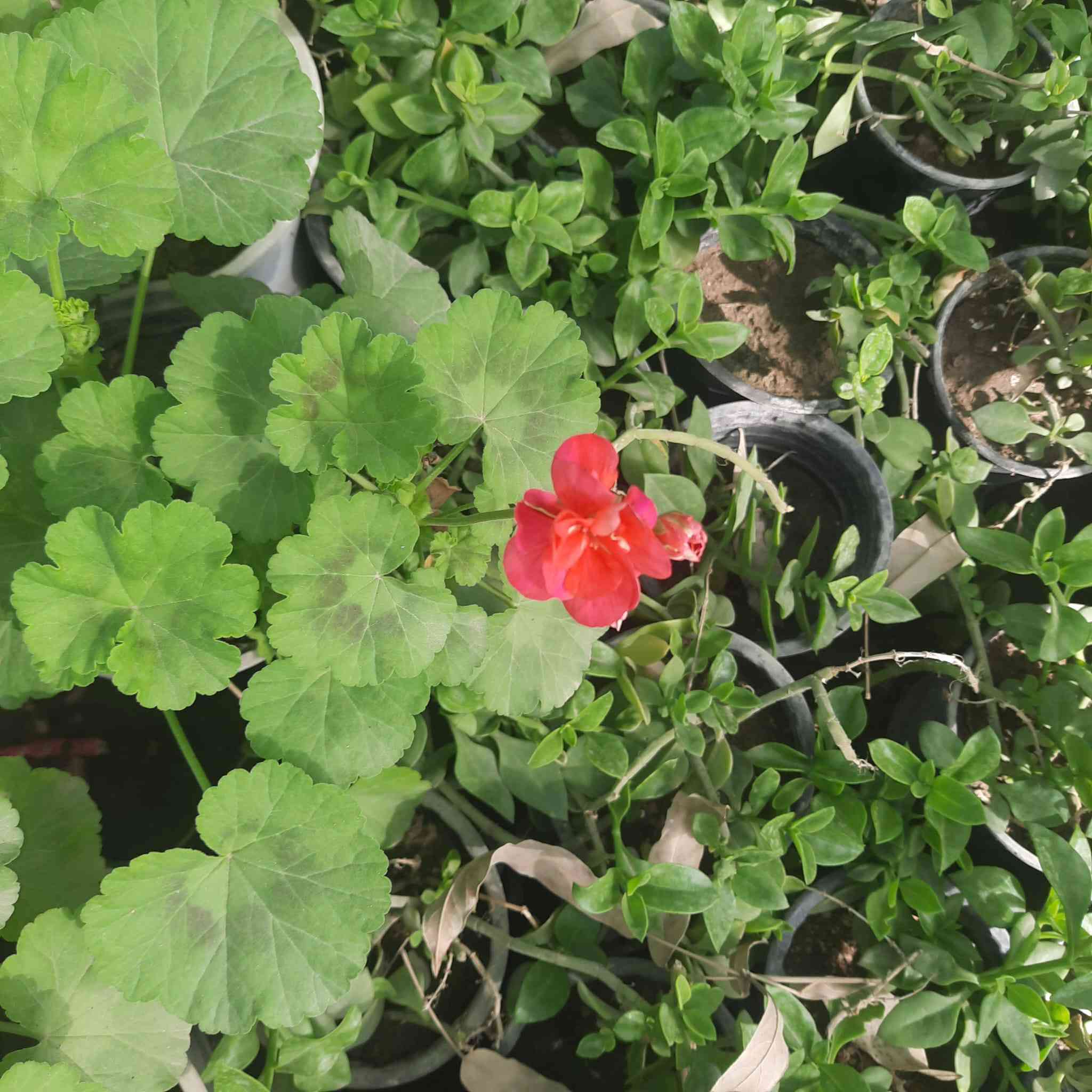 🌿 مشتل الشاهين الزراعي 🌿
وجهتكم الأولى لكل ما يخص الزراعة والحدائق في بغداد

نرحب بكم في مشتل الشاهين الزراعي حيث الخبرة والجودة وتوفير أفضل الشتلات والنباتات المناسبة لبيئة العراق، مع اهتمام خاص بالأصناف المميزة والمجربة في أجواء بغداد.

نقدم لزبائننا الكرام مجموعة كبيرة ومتنوعة من النباتات والأشجار، منها:

🌳 الأشجار المثمرة
التين بمختلف أصنافه المميزة
التوت (التكي) وأنواع نادرة ومبكرة الإنتاج
الباشن فروت
الليمون والحمضيات
أشجار فاكهة نادرة ومميزة

🌸 نباتات الزينة والحدائق
الورد الجوري وأنواع الورود المختلفة
الياسمين
نباتات التسلق والظل
نباتات الزينة الداخلية والخارجية

🌱 الشتلات الزراعية المتنوعة
شتلات فاكهة
شتلات زينة
أشجار ظل
نباتات نادرة ومميزة

🍯 منتجات إضافية متوفرة في المشتل
عسل طبيعي
أسمدة عضوية وكيميائية
مستلزمات الزراعة والحدائق

نحرص في مشتل الشاهين الزراعي على اختيار أفضل الأصناف المجربة في العراق والتي تتحمل الأجواء الحارة وتعطي إنتاجية عالية، مع تقديم النصائح الزراعية للزبائن لضمان نجاح الزراعة في الحدائق والمزارع.
وتشهد المشاتل عادة نشاطاً كبيراً في مواسم الربيع بسبب زيادة الطلب على الشتلات والأشجار المثمرة والزهور. 

📍 فروعنا في بغداد

📍 الفرع الأول
بغداد – الدورة
الشارع المقابل لعلوه الرشيد
قرب شركة دجلة للمشروبات الغازية
خلف منطقة أبو دشير
📞 ***********

📍 الفرع الثاني
بغداد – أبو غريب
خلف بانزين خانه جوهرة العدنان
📞 ***********

🌿 مشتل الشاهين الزراعي
خبرة في الزراعة… وجودة في الشتلات… وخدمة لكل محب للزراعة.

أهلاً وسهلاً بكم 🌱
