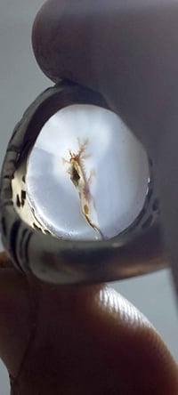 محبس فضة • ياماني اصلي • البصرة