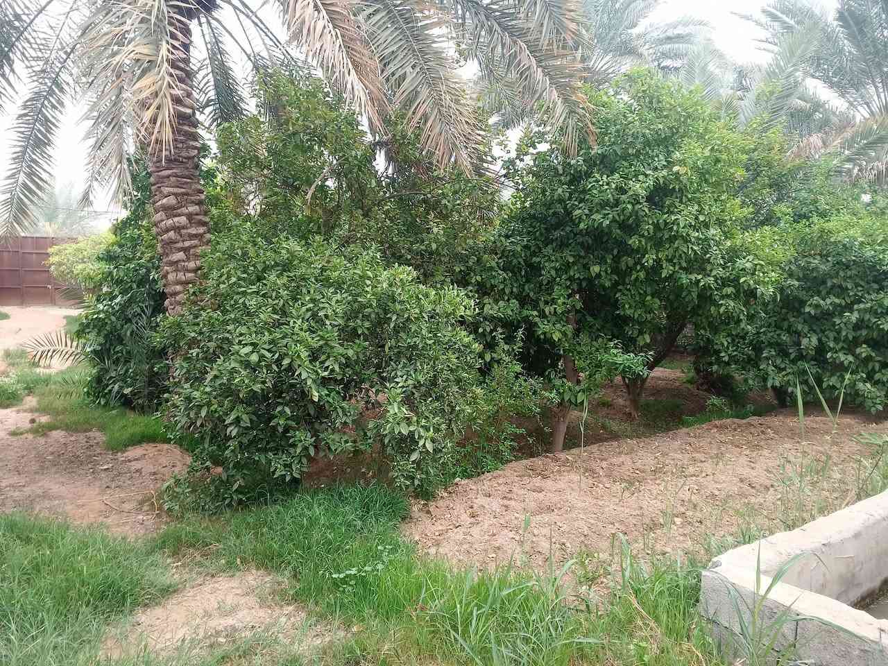 السلام عليكم بستان للبيع سند 25 المساحه 1500 متر على ضفاف نهر دجلة الموقع ديالى ناحيه جديده الشط السعر 500 مليون قابل للتفاوض التواصل الاتصال على الرقم ***********
