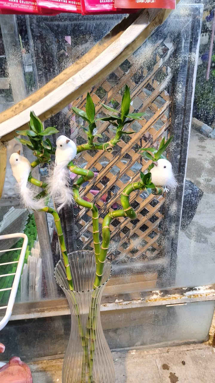 ديكور جديد لعصى موسى عصفور  السعر ب2000 الواحد من غير العصى 
يفتح المشتل طيله ايام الاسبوع من الساعه 8:00 صباحا والى الساعه 7:00 ليلآ
#مشتل_زهور_واسط العنوان كوت فلكه الحاوي شارع مجمع دمشق الطبي مقابل ابتدائية الكوت للتعليم الأساسي #يوجد_توصيل_داخل_الكوت
*********** لطلب والاستفسار واتساب  او مراسله الصفحه الشخصيه بلال الواسطي🌹😊
