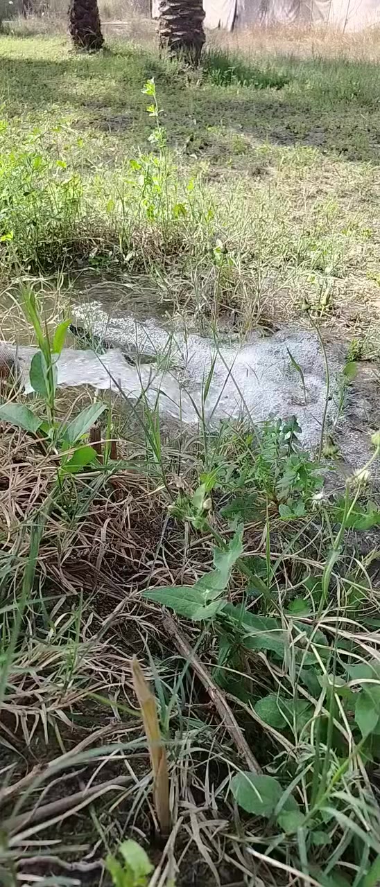 ارض مساحة 2000م/ الواجها 29 النزال ٦٨ يوجد فيها ٤٤ نخله ثويثي
على شارع تبليط كهرباء متوفرة + ماي حلو + ماي سكي

  حي الجوادين شارع أنشائية أمل الجنوب تتوفر كافة الاحتياجات في المنطقة 🌹

للأستفسار الاتصال على هذا الرقم

***********
