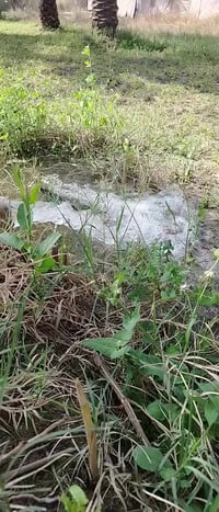 ارض مساحة 2000م/ الواجها 29 النزال ٦٨ يوجد فيها ٤٤ نخله ثويثي على شارع...