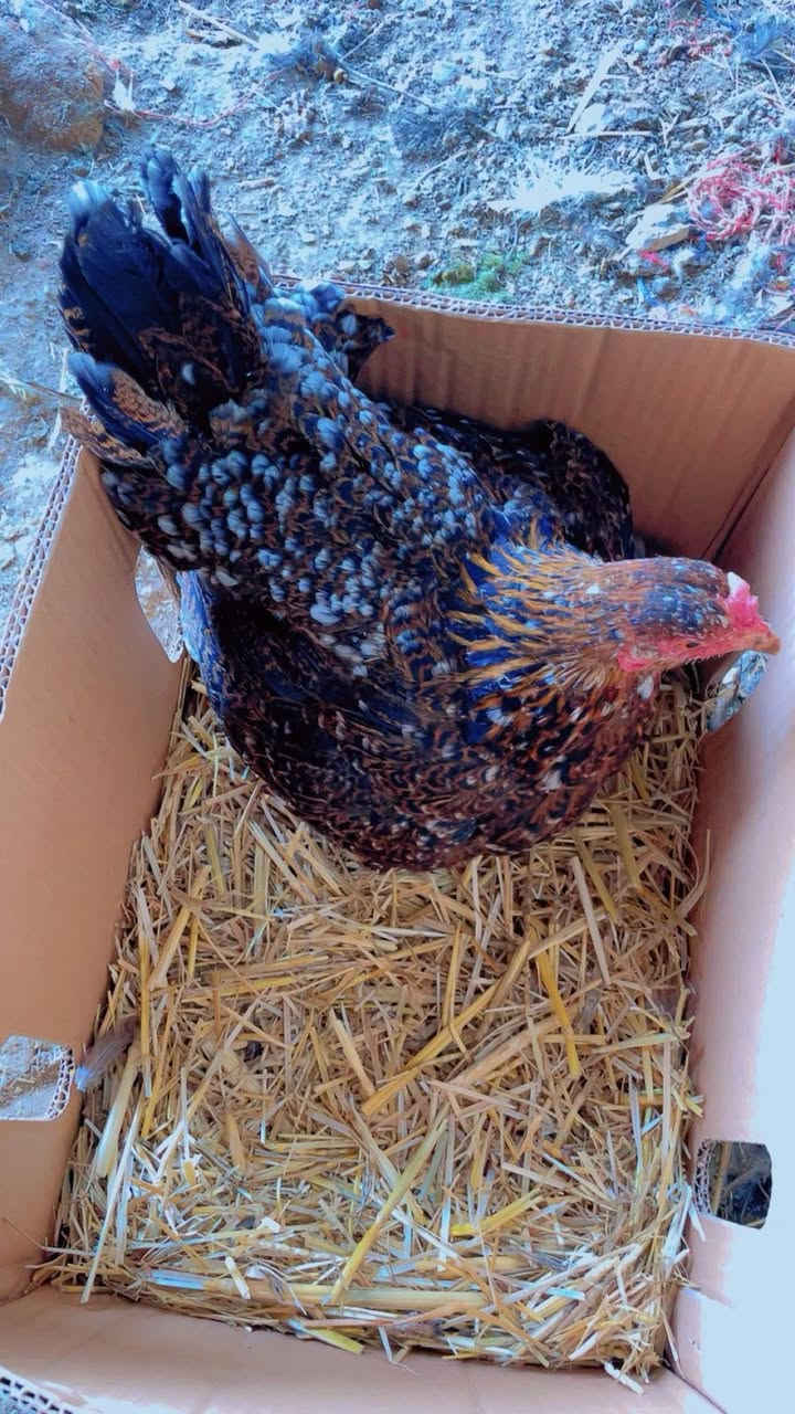 دجاجه بورسلاين حبه وحبه وبناتها دندراويات وفريات وراها ٦ افراخ  عمرهن شهر هاي حلال مال مزرعه شرط الصحة والنظافة الشراي اليريدها يتصل على الرقم وبيه خير ويدلل المكان بغداد التاجي توصيل موجود داخل بغداد على المشتري ..  ‭٠٧٧٣ ٧٦٠ ٢١٢٨‬
