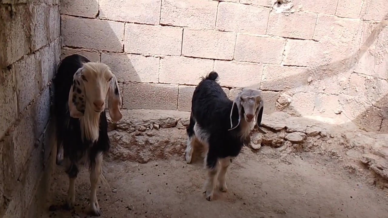 بسم الله متاح عنز أول بطن وراهه صخله شرط نصاح وعلى كل عيب لشراي يتفضل خاص


**إذا كنت صاحب هذا الإعلان وتريد حذفه لأي سبب، رجاءا أرسل رسالة إلى الدعم الفني**