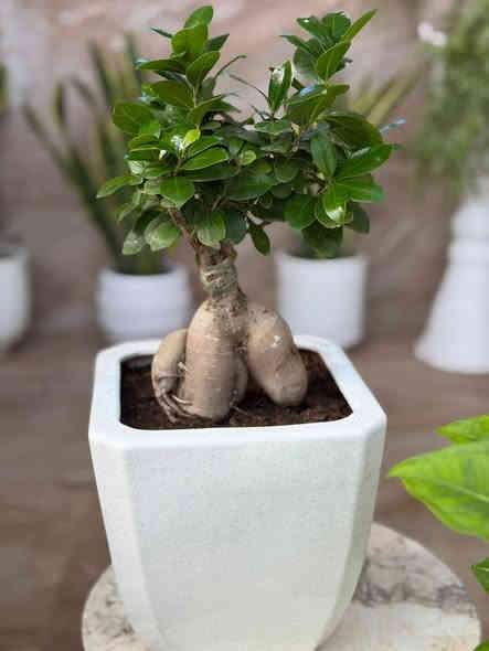 أسعد الله مسائكم بكل خير متابعيني الكرام 🌹
نورتوا المشتل وكل يوم نفاجئكم بالأجمل 🌿✨
اللي يحب الخضار والزرع لا يفوّت هالوجبة وصلت تبارك الرحمن… أسعار حلوة ونباتات أجمل ❤️🌱
شجرة ✨ بونساي – لمسة فنية راقية تزين أي زاوية في بيتك!
إذا كنتِ تبحثين عن نبتة فريدة تلفت النظر وتمنح المكان روحًا هادئة… فـ البونساي هي الخيار المثالي 🌿✨
✔️ شكل جذع مميز يعطي ديكور فاخر
✔️ مناسبة للمكاتب وغرف الجلوس
✔️ سهلة العناية ولا تحتاج ريّ كثير
✔️ تعيش لسنوات طويلة وتكبر معك بجمال
أضيفي لمسة طبيعية أنيقة لبيتك وخلي الزوايا تحكي جمال 🌱💚
متوفر في مشتلنا 🪴🪴🪴🦋💕
📩 للاستفسار والمراسلة عبر الواتساب:
***********
🚚 خدمة توصيل داخل ناحية الحمزة فقط
🧑‍🌾 ويوجد كادر متخصص للتنظيف والزراعة
📍 العنوان:
بابل – الحمزة الغربي
حي الحسين – قرب عباس برهي للجملة
مقابل مدرسة المكرمه 
💚 زيارتكم تشرفنا ونورتونا بأي وقت

🌿
