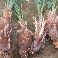 ٤ بريمات • أحجام حلوه • كربلاء الحسينيه