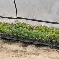 شتل طماطه للبيع الصنف عادي ميامي/نرمين العدد 30فلينه ام 128 السعر النه...