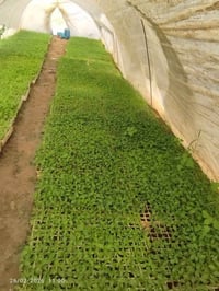 يوجد لدينا كافة انواع الدايات بذور متعهد  الاستفسار لاتصال على الىرقم ...