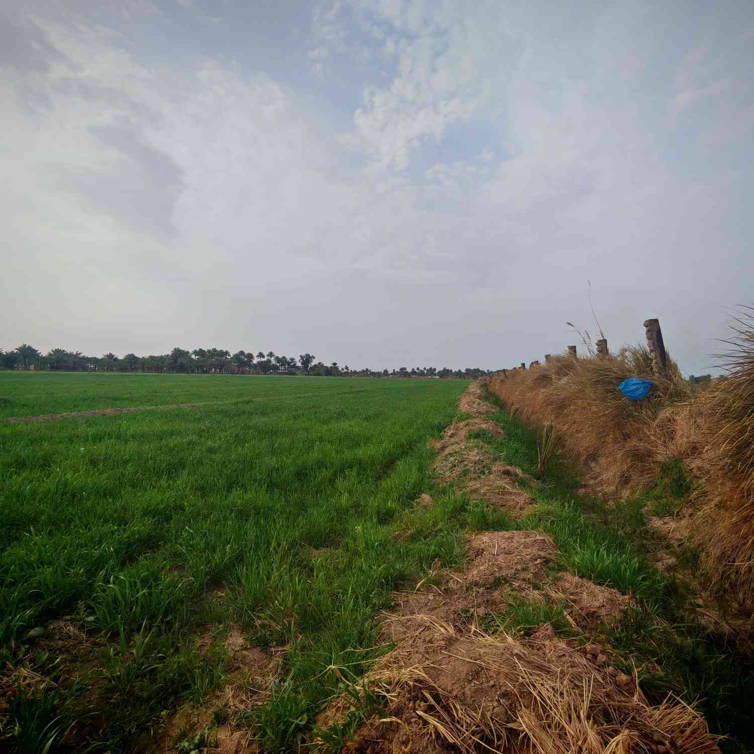 السلام عليكم ورحمه الله
يوجد ارض زراعيه للبيع 
سند 25 
30دونم  
يوجد بها جميع انواع النخيل 
مزروعه جت   
ويتوفر بها كهرباء .  ماء اسأله .كهرباء .ما سقي  
العنوان..... ديوانيه قضاء الدغاره  .. صدر الدغاره 
                                                                        الاتصال على الرقم او مراسلتنا على الخاص  
***********
