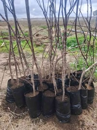 تين أصفر • خالوبازياني • شتلة كبيرة