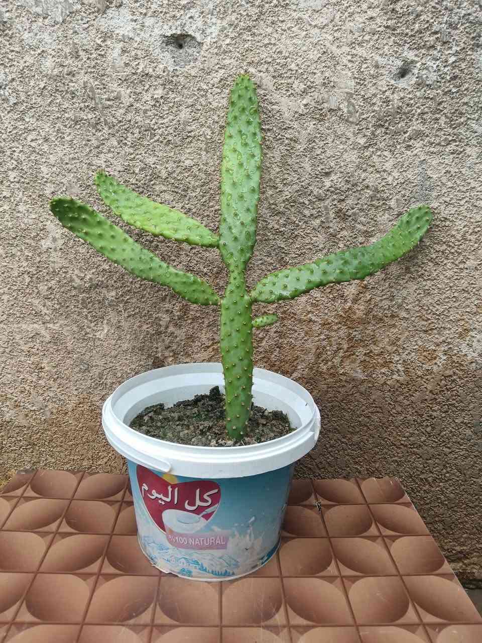 نباتات متنوعة كلهم بس ب10تالاف
 ابيع شلع المكان حي القدس رقم الموبايل 
***********
***********
