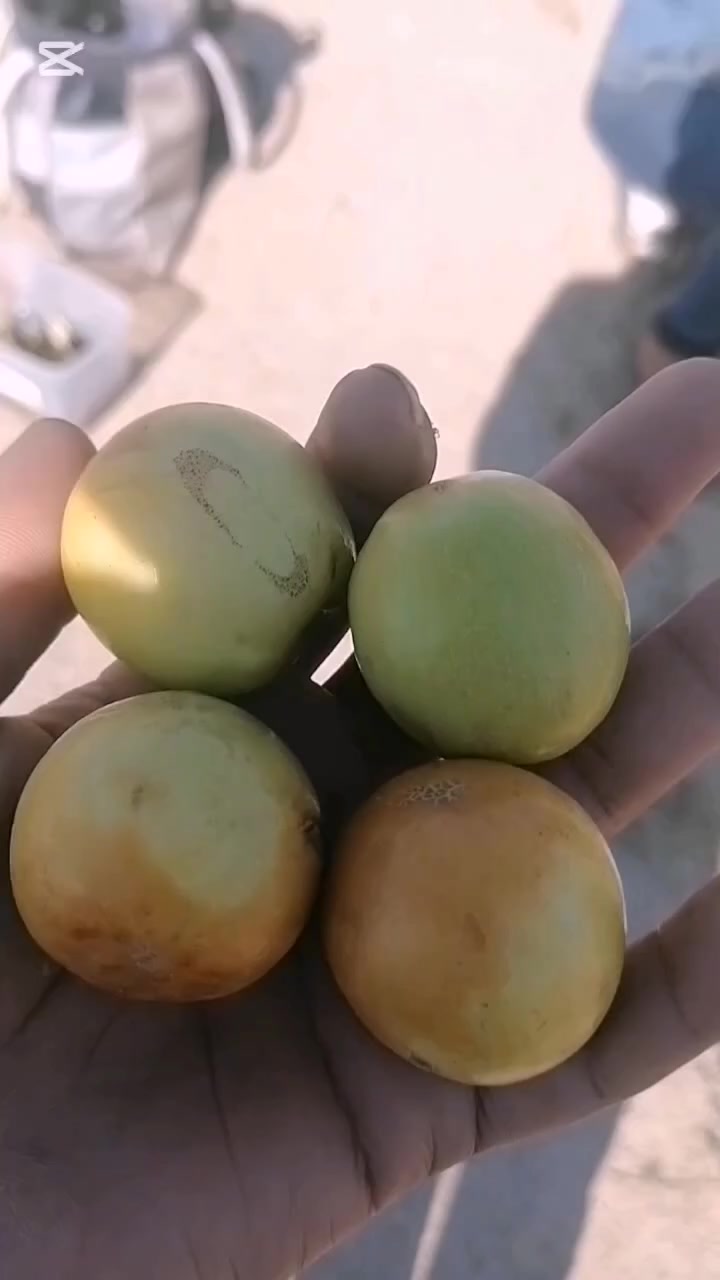 ماشاء الله تبارك الله تم تطعيم مزرعه والحمد لله بأفضل الاصناف التجاريه والعالميه كادر مختص خبره عاليه في مجال تطعيم اشجار السدر في العراق
*********** عادل الجبوري
