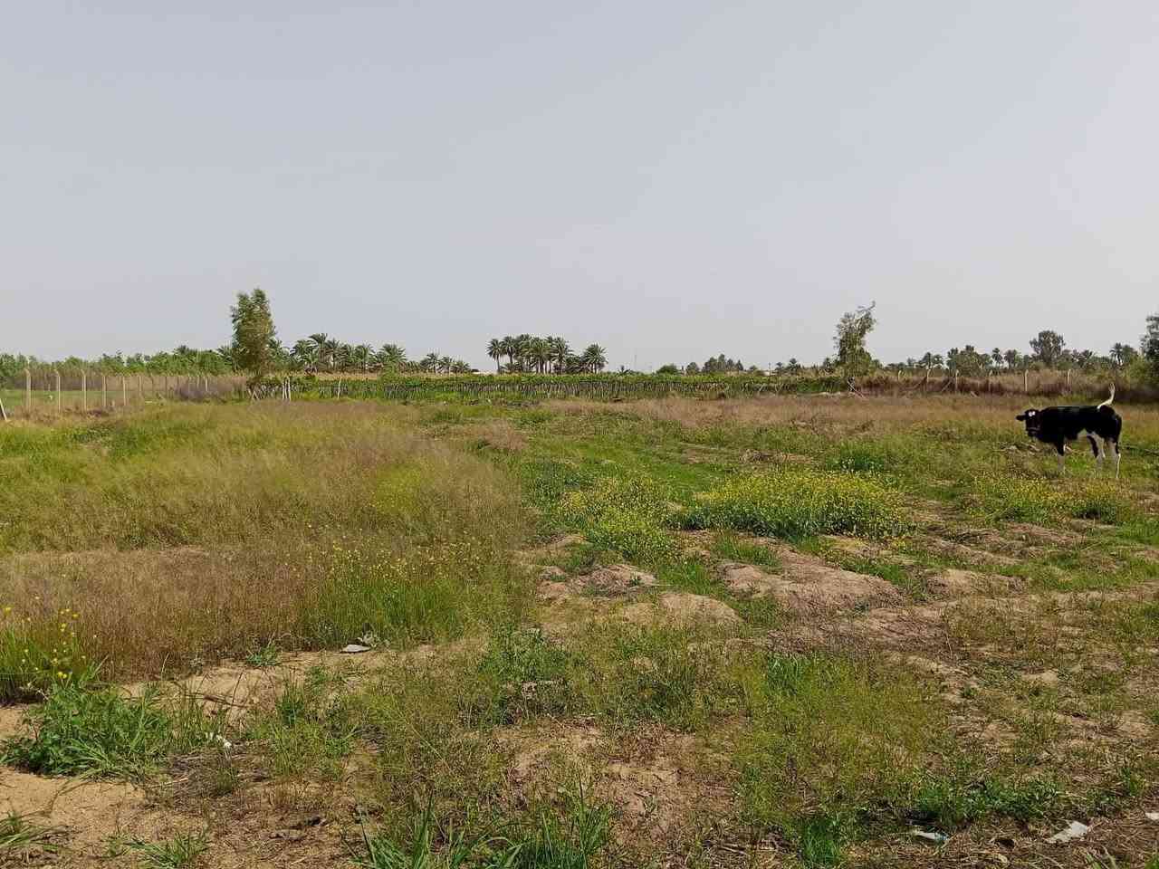 السلام عليكم دونمين طابو زراعي تحويل مباشر دونم مزروع عنب كما واضح بل صور ودونم فارغ بل حاوي مال العلم قرب السده مكان حلو والعب خيره چاي الشراي يتصل سعر الدونم 55 الدونم الوحد وبي مجال وحياكم الله ***********
