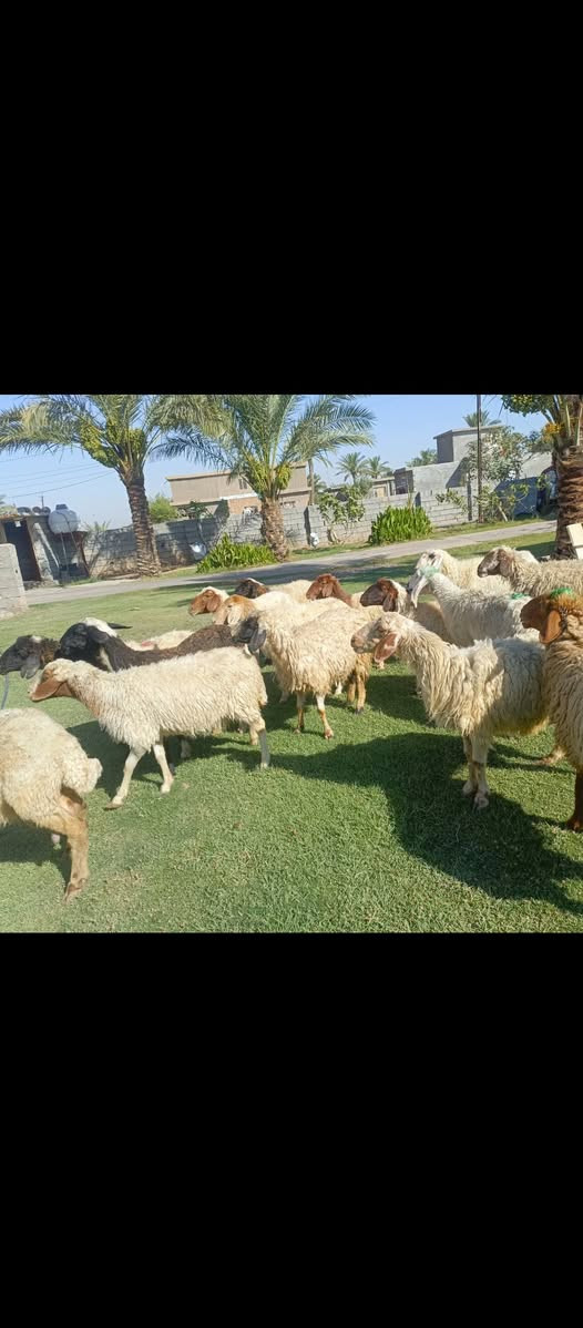 بسم الله الرحمن الرحيم ما شاء الله متاح حلال للبيع العدد 15 حلال درجه اولى كل سن وشطر مال الديرهكل ثالث بطن وثاني بطن وين اللي يدور حلال ما تجيني رقم واحد حلال قصه واحده وخير من الله من القنم واحده مكان الحلال بغداد مشاهده قرب التاجي سعر زوج قفل 525 توصيل ما عندي هذا رقمه واتصله حياكم الله. ///‏‪***********
