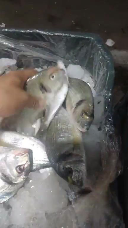 بوري غطيس 
قاروص وسط 
جمبري 
بوري 
سردين 
لوت 
تشكيله مطعم أسماك العريش بالقاهرة وصلت عربيه البردويل لعشاق البلدي ما شاء الله سمك طازة وفريش صيد اليوم 
تشرفونا وتنورونا 😍😍
جسر السويس / اول جمال عبد الناصر / امام التوحيد والنور / الشارع الرئيسي 
فون او واتس /
015 55059550 
01044827172


**إذا كنت صاحب هذا الإعلان وتريد حذفه لأي سبب، رجاءا أرسل رسالة إلى الدعم الفني**