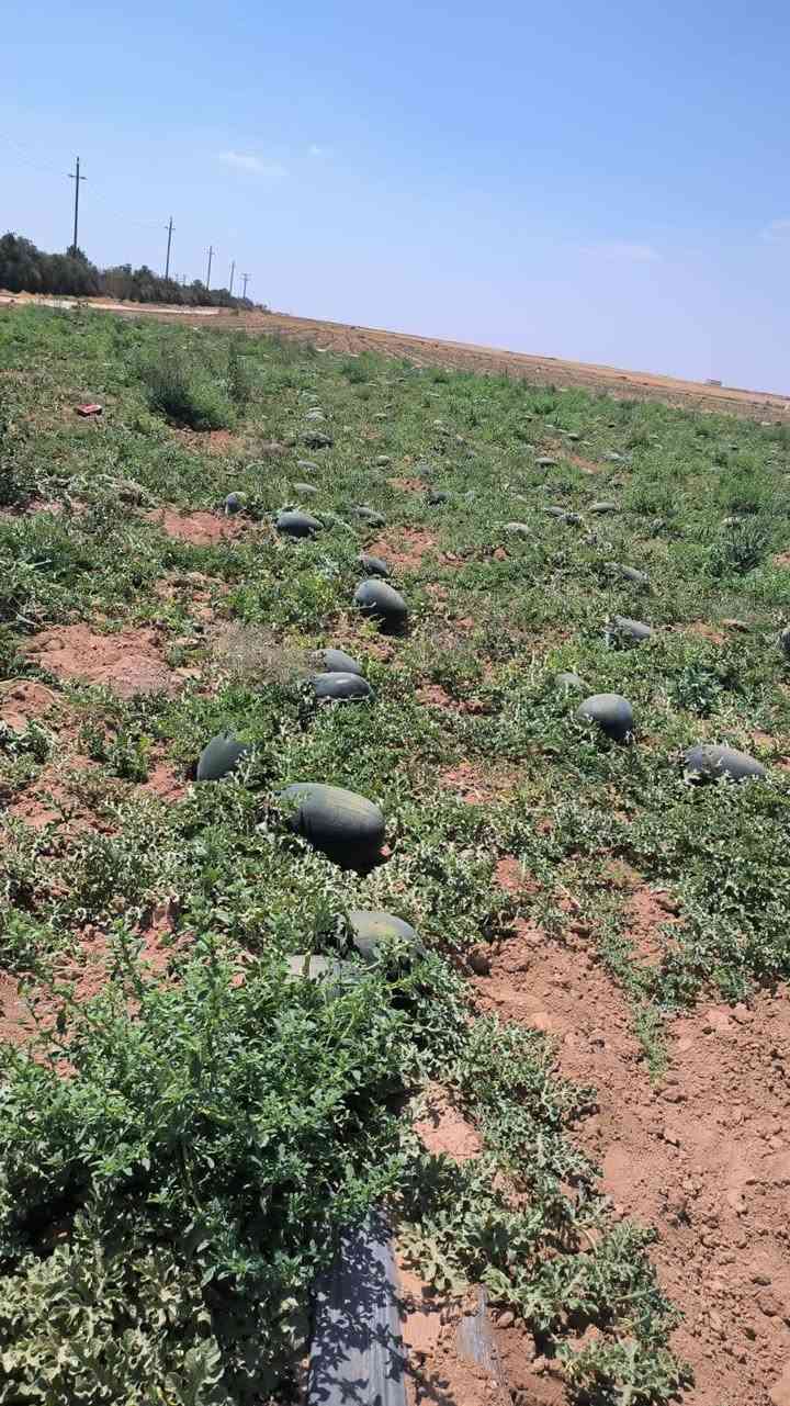 بسم الله وعلى بركة الله نبدأ
افتتاح بطيخ ناصر نخب اول🍉 

العدد من 40 لغاية 60🍉

الوزن من8الى18كيلو

مكسر وطعم كفاله 

للاستفسار :0779217050👑علي البري 

0779778071يوسف البري

0790614991احمد البري


**إذا كنت صاحب هذا الإعلان وتريد حذفه لأي سبب، رجاءا أرسل رسالة إلى الدعم الفني**