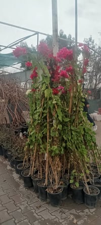 جهنمية • ٢م+ • توصيل كركوك