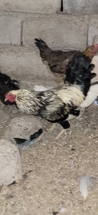 ديك عرب • حمدانيه قرقوش • للبيع