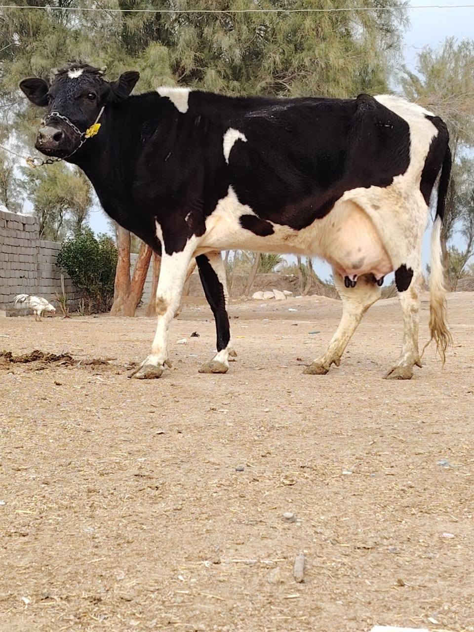 دابه وراها فحل عجل وعليه شهر وتحلب وكتين وام3بطن ومشروطه بكافه شروط جني ومال بيت تحلب ودسمه كلش وهشه ومال عائله امينه كلش ومناسبه #لسعر2650 مكان بابل شوملي ***********/////*********** لاثير بي واتسااب
