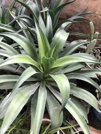 صبار • حجم كبير • العزه جديده