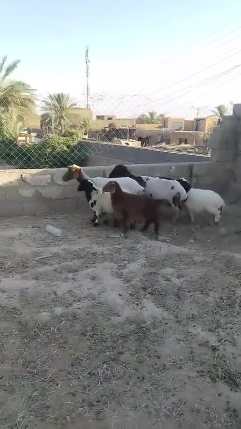 ياالله بسم الله الرحمن الرحيم اللهم صلّ على سيدنا محمد وآله سيدنا محمد اخوان انعاج ثنين وراهن توام كل وحده وره خروف وفطيمه يتفطمن مالات جزيره امهات ثاني  وشرط النعاج حنه طبيعي وبدون سفنجه من غنم البعيسى غنم طيبه ومالات جنيه ابيعك شرط النصاح ونصاح على كل عيب سن وشطر مكان الحلال زويه البنمر ناحية الفرات يوجد توصيل حسب التفاق ***********
