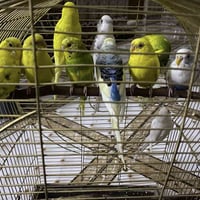 طيور حب • طيور زينة