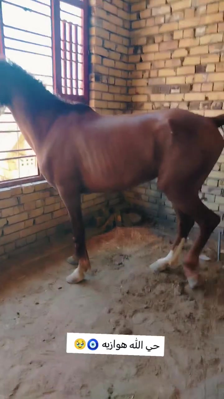 سلام عليكم
فرس لبيع مكان بابل عمرها ٥رتفاع ١٥١ بيها صابه بيدها مبينه بتصوير يدها بيها شمره من تمشي
السعر مليون وبيها مجال ذا شراي تدالل
ذا ماتشتري لا تجي خاص
ترهم مراوس رأس برأس فقط


**إذا كنت صاحب هذا الإعلان وتريد حذفه لأي سبب، رجاءا أرسل رسالة إلى الدعم الفني**