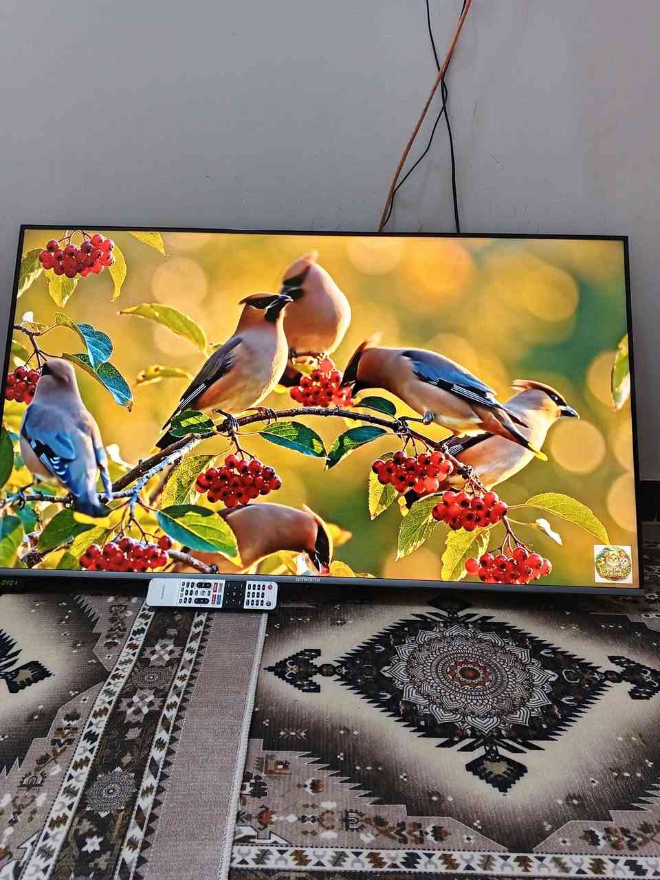 شاشه حجم50 جديده ستخدام قليل ام نت فور كي تدعم جميع البرامج سعر300وبيه مجال البصرة, العراق


**إذا كنت صاحب هذا الإعلان وتريد حذفه لأي سبب، رجاءا أرسل رسالة إلى الدعم الفني**