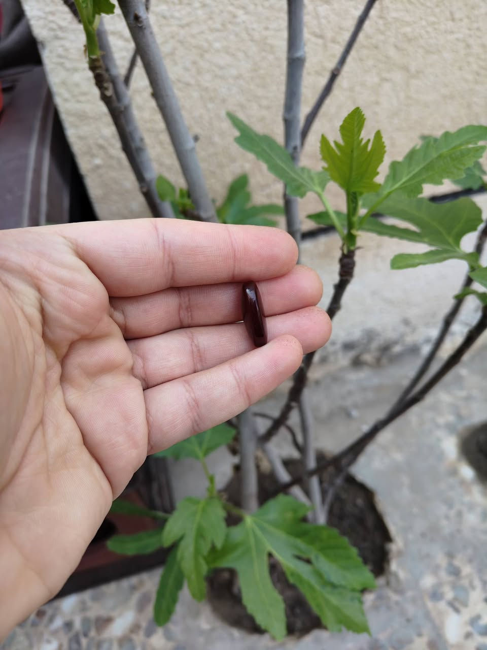 🛑 يا الله
عقيق يماني طبيعي 
لون كرز الكرز  🍒 طول 22 ملم 
لون مشمشي 🟠🍊 طول 23 ملم 
للإستفسار والحجز / ***********
