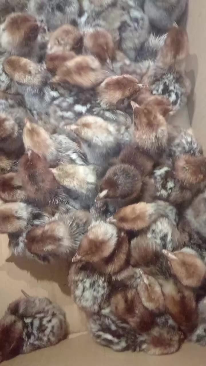 ✨ مستعدون لتفقيس كافة أنواع البيض ✨
في مفاقس جيموكا الغنيّة عن التعريف 🐣
خبرة طويلة… أمانة في العمل… ونسبة تفقيس عالية بإذن الله
نهتم ببيضكم وكأنه من إنتاجنا، بأحدث الأجهزة وأفضل عناية لضمان أفضل النتائج 🔥🐥
📍 العنوان: الموصل – قضاء تلكيف
📞 للاستفسار :
*********** (واتساب)
***********
🌟 ثقتكم تاج على الرأس…  🌟
