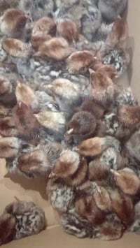 تفقيص بيض • مفاقس جيموكا • تلكيف