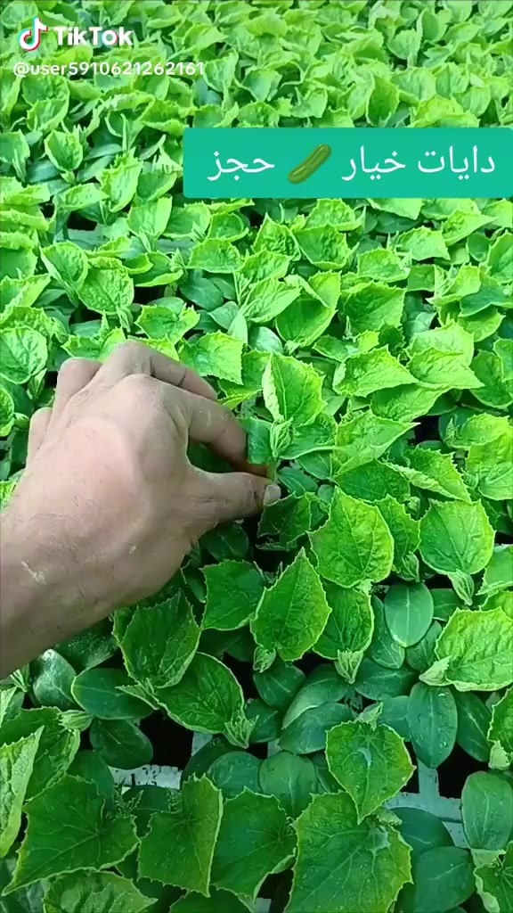 سلام عليكم متوفر دايات على شكل أطباق زراعية باذنجان سوري درجة أولى شرط الشوكي
متوفر فلفل بارد صنف البركة صنف هجين غزير الانتاج جدا شرط مغلفات وليس قواطي 

ومتوفر فلفل حار صنف امبالا صنف غزير الانتاج جدا وكذلك شرط مغلفات وليس قواطي 

ومتوفر خيار مي امريكي صنف صحاري صنف غزير الانتاج جدا ومرغوب تسويقيا كذالك مغلفات وليس قوطيه 

ومتوفر بذور بانيه حسيناويه مال الحلة معروفه متعهد بيه لحين الانتاج أطباق وبذور 

ومتوفر شجر امريكي صنف زيتي غزير الانتاج جدا جدا

ومتوفر خيار عطروزي شرط هجين مغلفات 

وكذلك متوفر طماطه صنف جويل صنف غزير الانتاج جدا جدا كذالك مغلفات وليس قواطي 

وكذلك متوفر شتلات عنب نفس الي بالصورة وكذلك توجد شتلات خوخ زيتي وكذالك توجد شتلات سدر تفاحي ارتفاع من متر وأكثر

وكذلك متوفر شتلات ورد روز ارتفاع مترين العنوان الحلة قرب مرقد السيده شريفة ع السلام

تليفون *********** علما ان هذا الرقم بي واتساب
