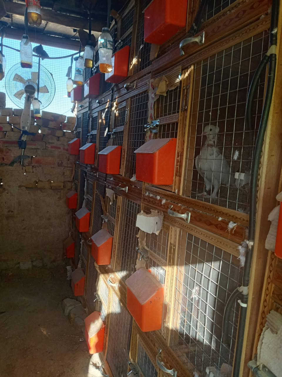 متاح خانات انضاف فول مكاني عماره منطقت الطبر عشر لوكرات كل لوكر اربع خانات العدد 40خانه سيم بك جرارات معالف طوافات حضانات كامله جيب طيور وطبك اتريده هيه وطيور عادي بيه 80طير 40طيره و40فحل ***********
