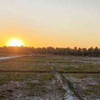 كربلاء المقدسه • ٢ دونم • طابو زراعي