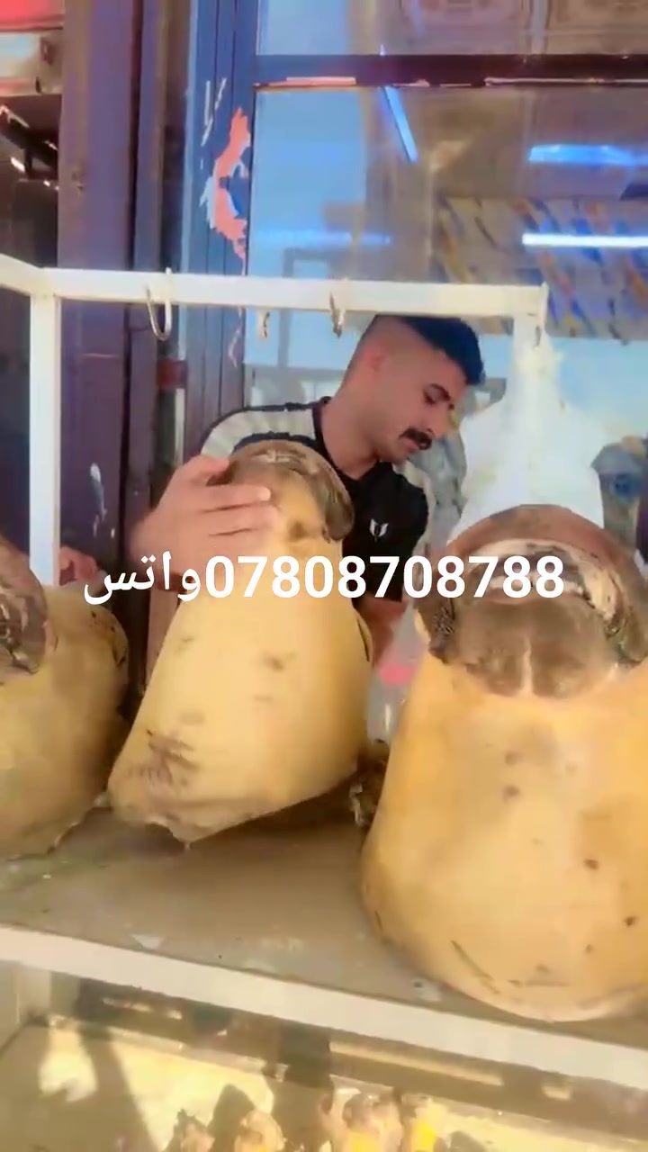 العنوان الحصوه 
توصيل متوفر صفاء ابن الانبار🇮🇶


**إذا كنت صاحب هذا الإعلان وتريد حذفه لأي سبب، رجاءا أرسل رسالة إلى الدعم الفني**