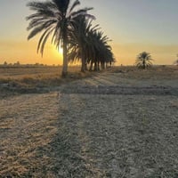 طريق كربله نجف • ٣٠ دونم • طابو مستقل