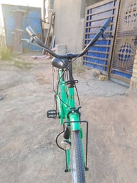 باسكل • فستقي • للبيع