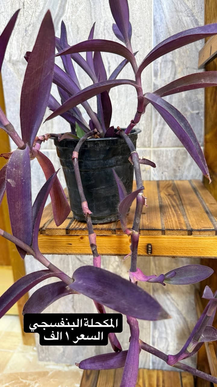 نباتات داخلية للبيع
لبلاب ▪️كاريزيا▪️ مكحلةبنفسجي ▪️ وسنسفيرا


**إذا كنت صاحب هذا الإعلان وتريد حذفه لأي سبب، رجاءا أرسل رسالة إلى الدعم الفني**