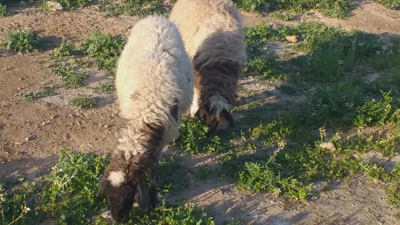 سلام عليكم يوجد نعجه  ودجه حانيه بعدها مو والده ونعجه ام ثالث شرط النصاحه على كل عيب  مال ربط النصاحه مو 3ايام انطيك بيها سبوع الشراي يتصل بدون مراسله رقم الهاتف ***********\***********
