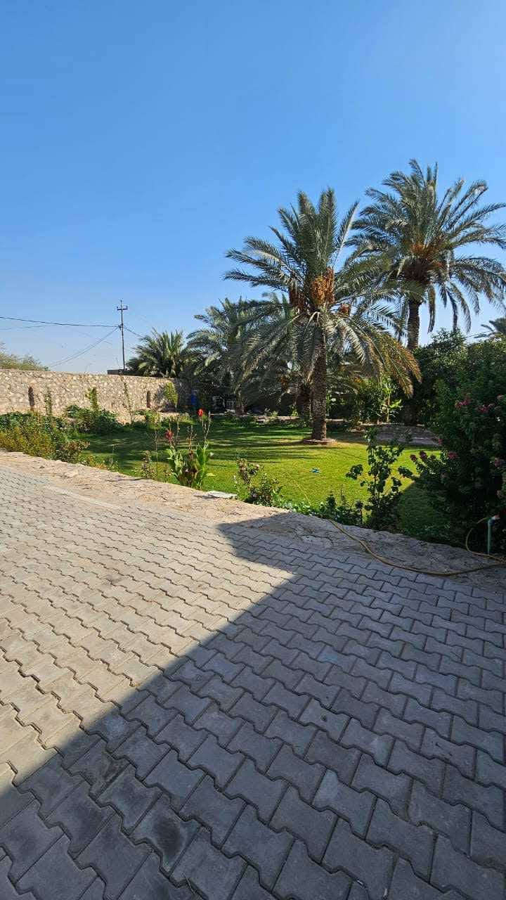 مزرعة للبيع طابو زراعي ٢٥ ، دونم وثلث ( 3500m) مزروعة تين مع نخيل ورمان ونارنج وعنب وأنواع الفواكه ، تحتوي على بيت كبير طابقين طابوق مساحته تقريبا 600m يحتوي على صالتين كبيرتين مع خمسة غرف وثلاث حمامات ومطبخين داخلي والآخر خارجي زجاجي يطل على الحديقة الخلفية ، مع مضيف من القصب ، 
تحتوي المزرعة على بئر وماطور كهربائي وآخر بنزين وتسقى الأرض من النهر وايضاً بطريقة التقطير 
تقع المزرعة في العباسية على طريق مبلط وتبعد عن مسجد الكوفة ٩ كيلومتر ، 
للاستفسار الاتصال على الرقم ***********
أو على الواتساب
ملاحظة تم تنزيل السعر بسبب السفر
