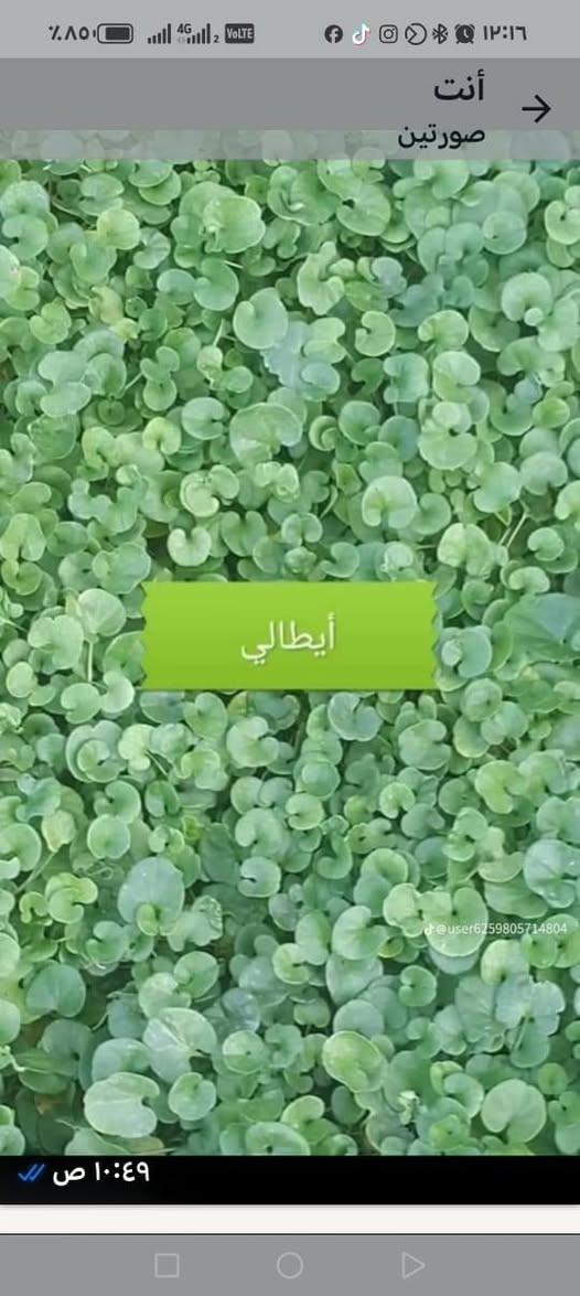 @ثيل ديالى الطبيعي 
افضل انواع الثيل الطبيعي عالي الجوده يتحمل كافه الظروف البيئية #باسعار مناسبه
ثيل طبيعي وخضار ١٠٠%  💚
نوعية ممتازة ودرجه اولى ⁦1️⃣⁩
ودائم الخضره 
#مستعدون لتجهيز وفرش الحدائق 🏡ودوائر الدولة 🏡والمنازل 🏡🏡
وتجهيز الملاعب 🏟️والمتنزهات وبانسب الاسعار مع ضمان الجودة العالية في العمل 👷👷
مع خدمة التوصيل خلال 24ساعه 🚛
#ثيل هندي #فرنسي#ايطالي (سعر المتر المربع حسب الكميه والمحافظة )
اسعارنا الانسب وتوصيلنا الاسرع  لكافة محافظات العراق
لمعرفة المزيد راسل الصفحه او اتصل واتس اب او اتصال على
***********
***********
