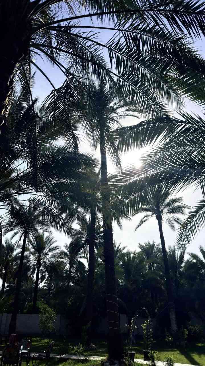 السلام عليكم 
مزرعة السند ترحب بكم 🏊🏻🏊🏻☘️🌴🌳🪾
☘️متوفرة حجوزات على مزرعة السند القائمة في سلمان باك / الباوي لاي يوم من الايام المطلوبة 
☘️خدمات ٢٤ ساعة 
☘️غرف نوم عدد٢ 
☘️صالة ومطبخ مودرن
☘️صحيات
🌱مسبح كبير 
🌱مسبح صغير
🌱كعدات خارجية 
انترنت 4G مجاني
🌴المزرعة عبارة عن خضار وطلبيعة تخبل
متوفرة حجوزات الاسبوع القادم وايام العيد كلها 
🌹🥒🍏🌱🌴
للاستفسار اكثر 
***********
