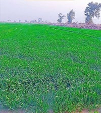 ٩٢ دونم • ناحية واسط • مزروعة حنطة