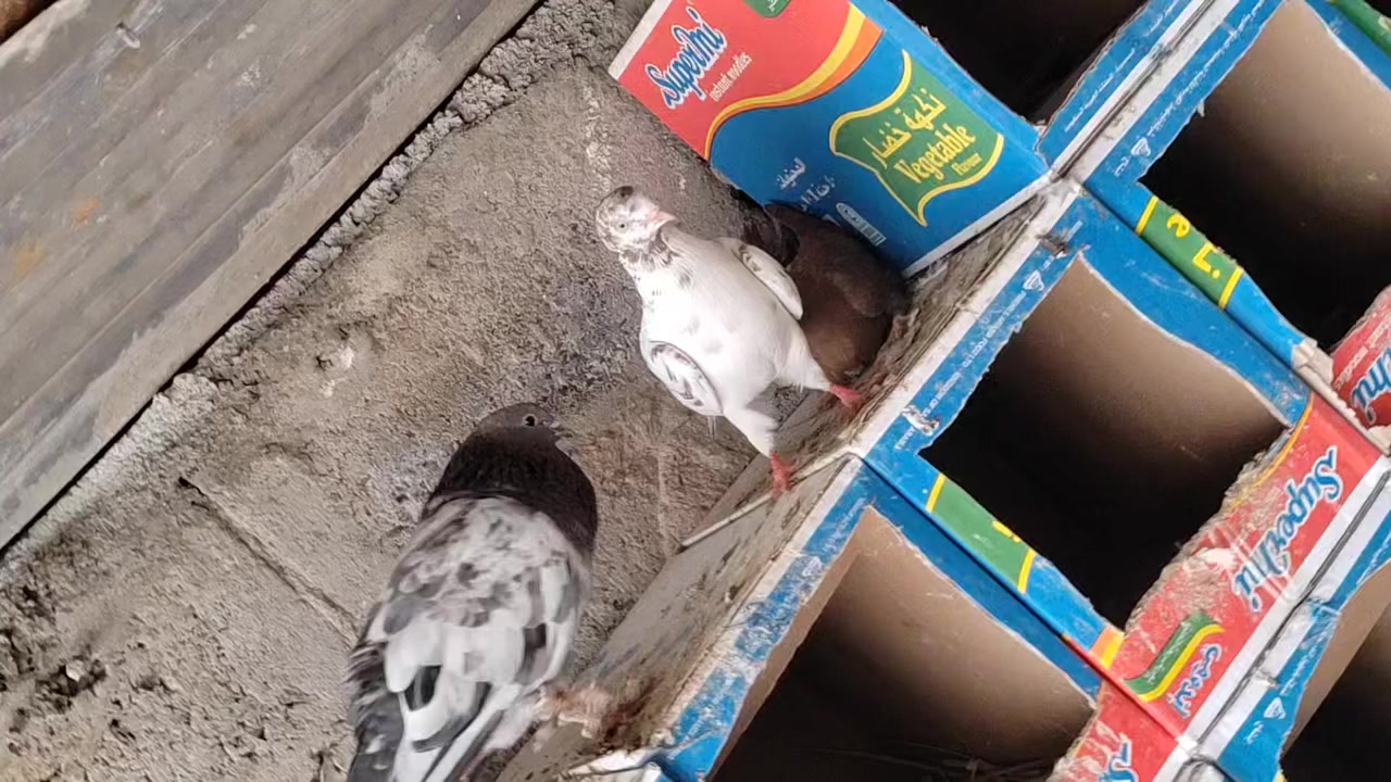 زوج بصراويه فول
زوج تار
زوج فحل


**إذا كنت صاحب هذا الإعلان وتريد حذفه لأي سبب، رجاءا أرسل رسالة إلى الدعم الفني**