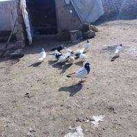 حمام • للبيع