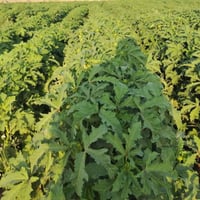 يتوفر بذور بانيه للبيع مشروطه نفس الصوره درجه أولى اذا مو نفس شكل صوره...